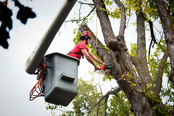 Mulching Services in Holmen, WI